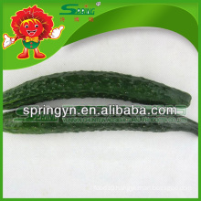 2015 HOTSALE Fresh cucumber organic green vegetables healthy fruits